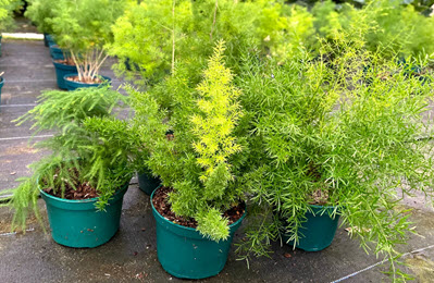 4" Fern Asparagus Assortment